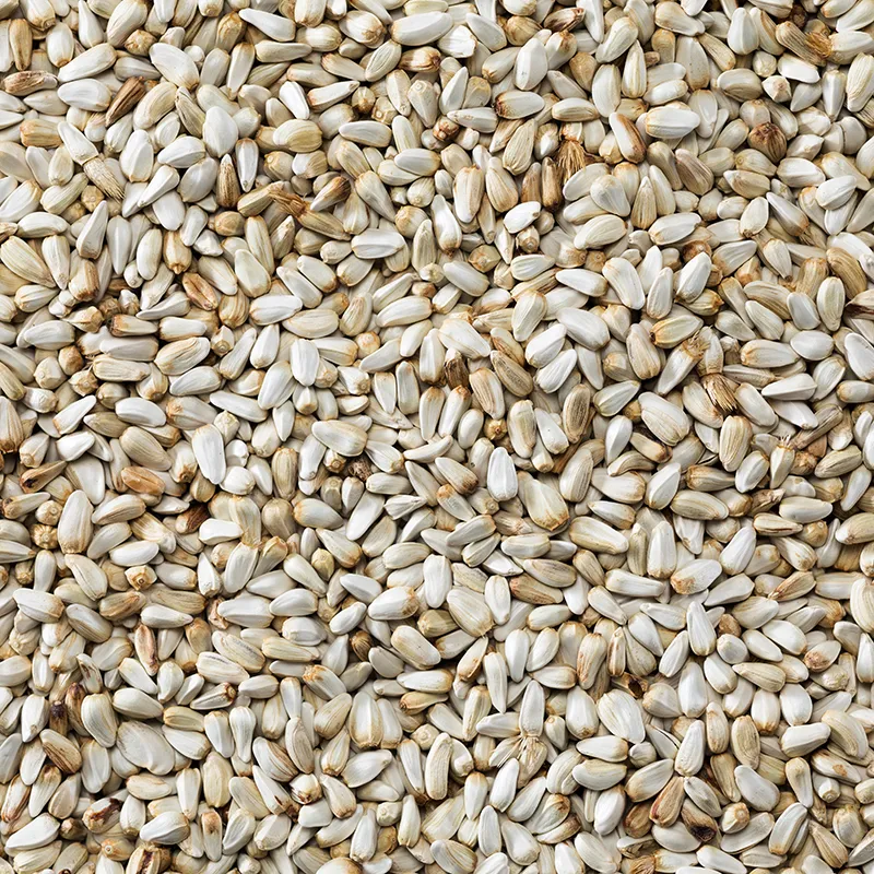 بذور العصفر