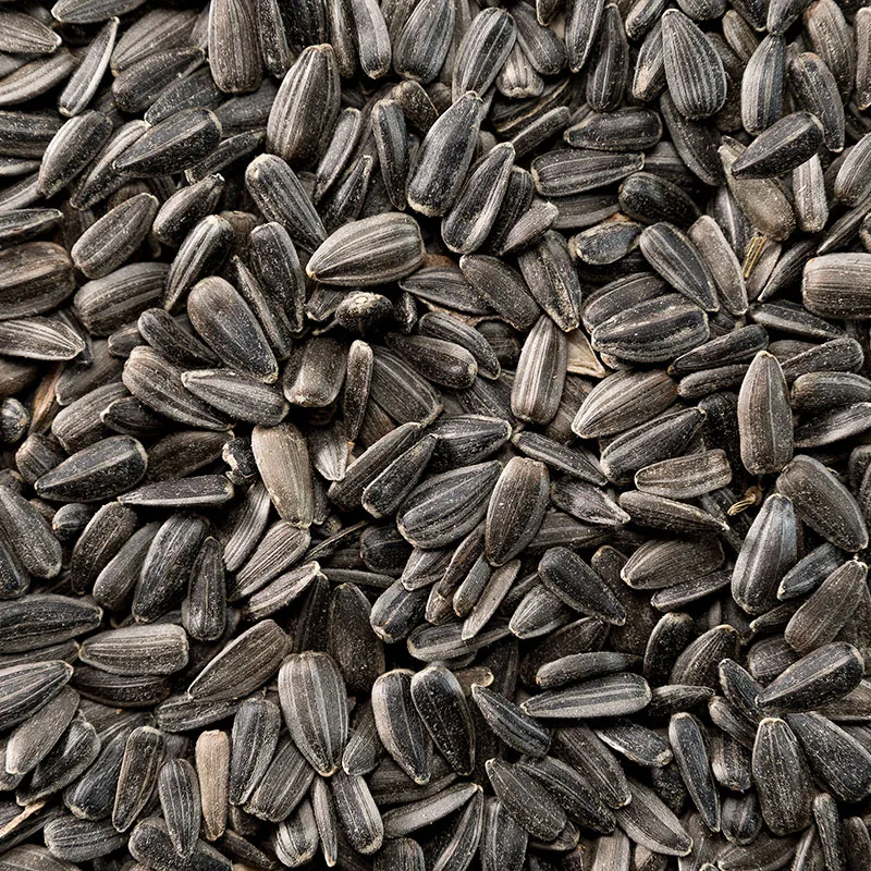 Oilseed Sunflower Seeds